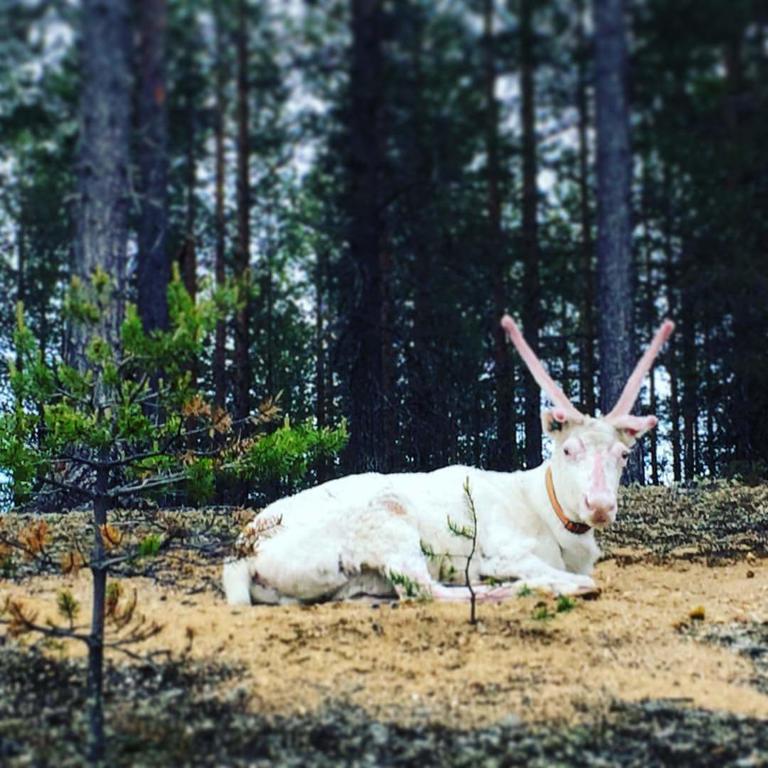 Pyhaen Kortepuolukka Pyhätunturi Exteriör bild